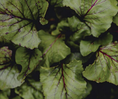 7 Superfoods to Include in Your Nutrient-Rich Diet
